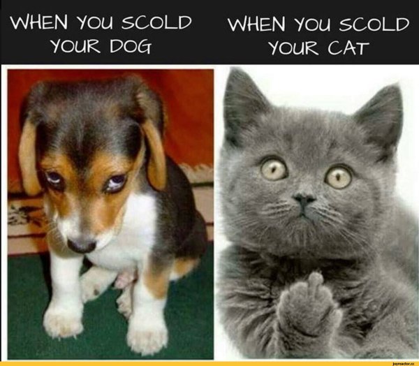 Мемы с надписями коты и собаки