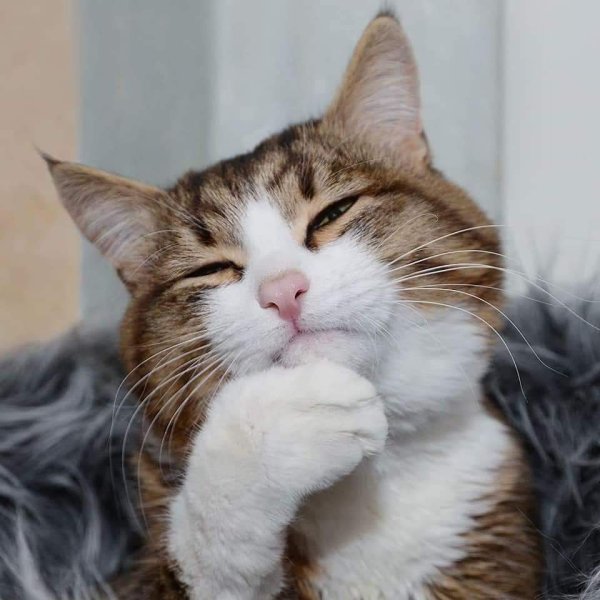 Подозрительный кот