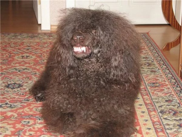 Карликовый пудель ге стриженный