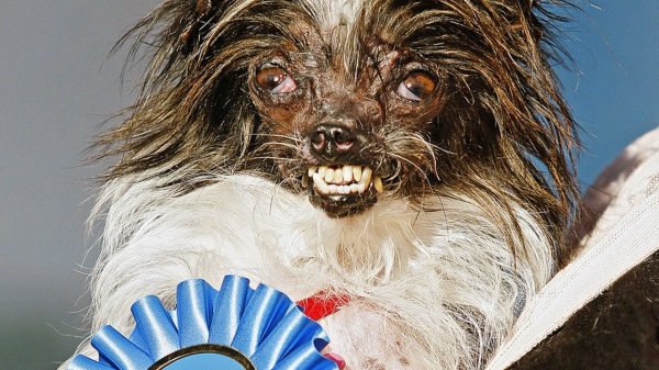 Страшная лохматая собака