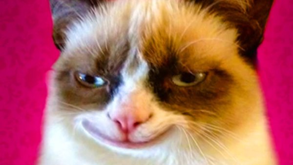 Кот с недовольным лицом