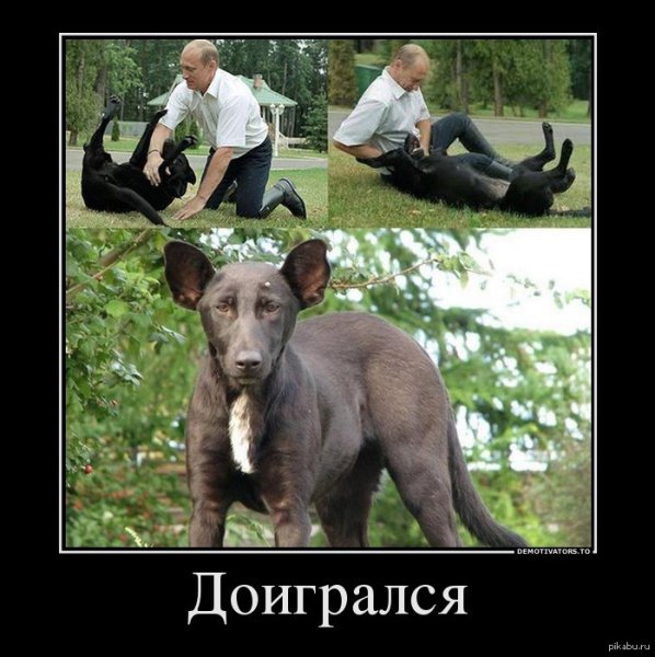 Собака демотиватор