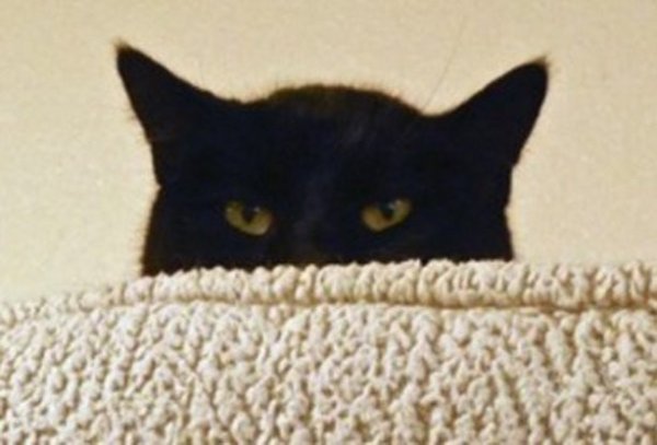 Котик выглядывает