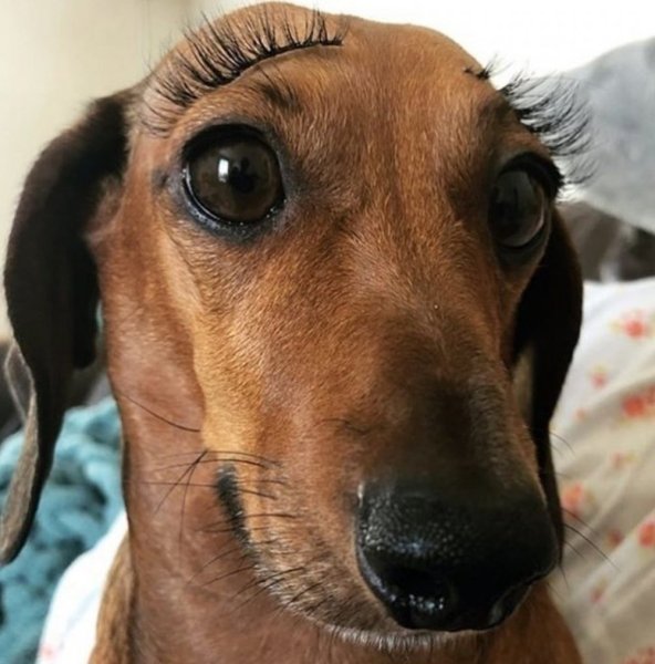 Глупая такса