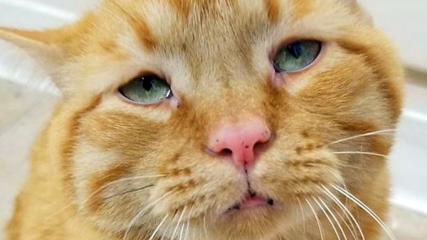 Котяка подозревака