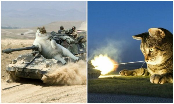 Вооруженный кот