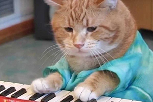 Кот пианист 1984