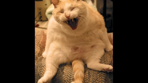 Смешные коты до слез