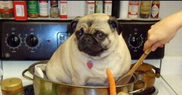 Мопсы с едой