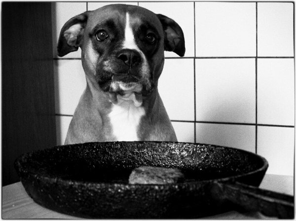 Собака са с ковородкой