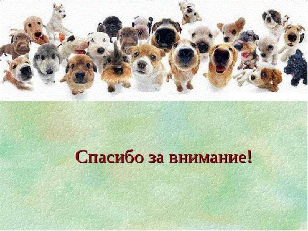 Спасибо за внимание щенок