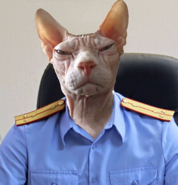 Кот подозревает