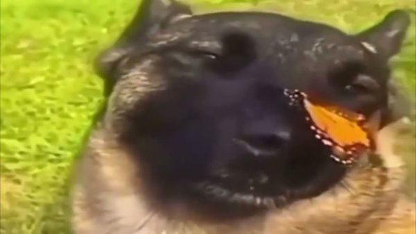 Собака с бабочкой на носу