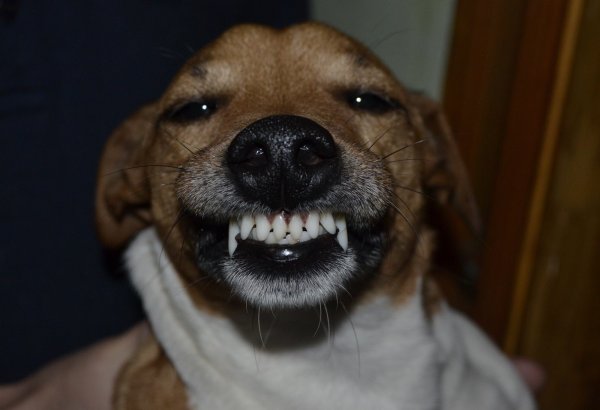 Собака улыбается