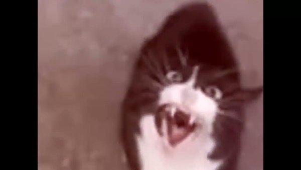 Орущий кот