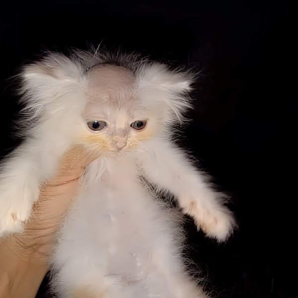 Белый котёнок с лысой головой