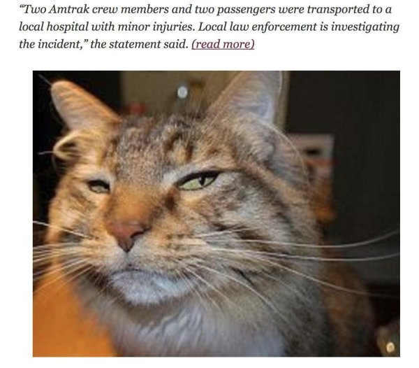 Подозрительный кот