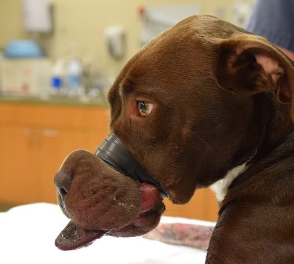 Человек с собачеймордой