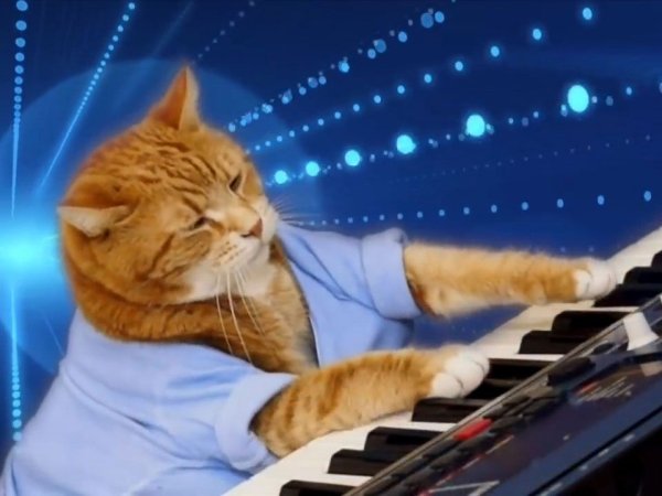 Keyboard Cat фильм 1984