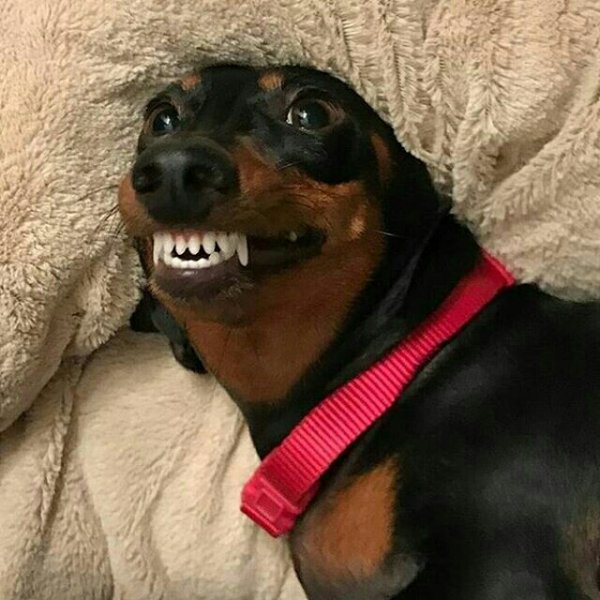 Такса улыбается