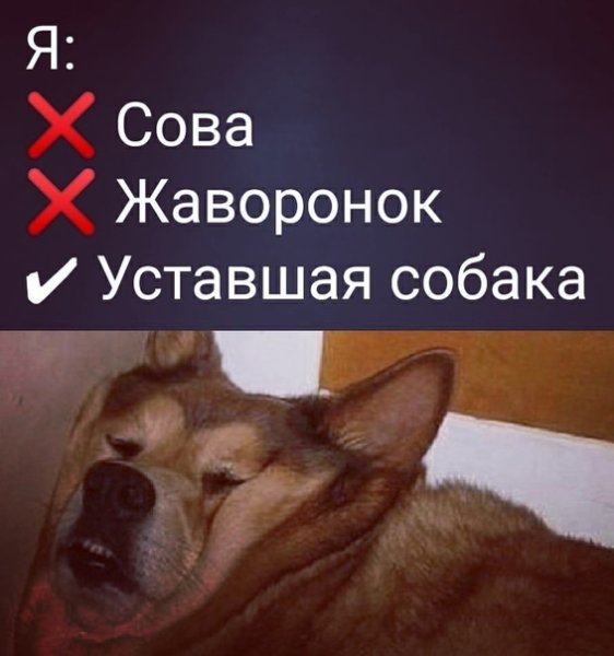 Уставший Жаворонок