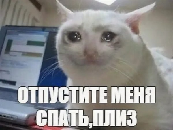 Мемы с котиками