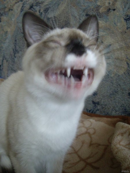 Кот улыбается с зубами человеческими