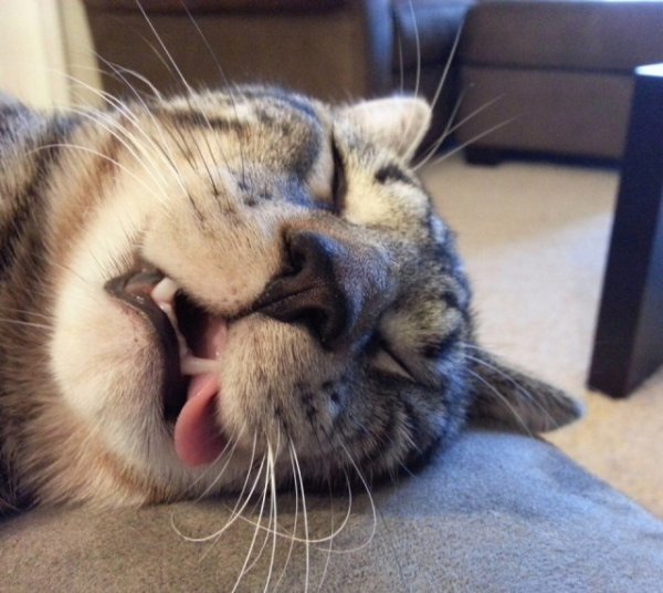 Смешно спящий кот