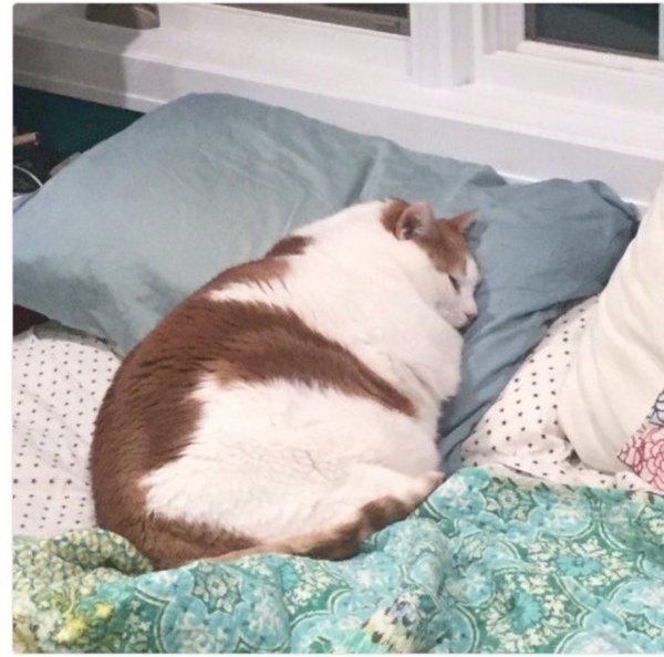 Жирный кот спит