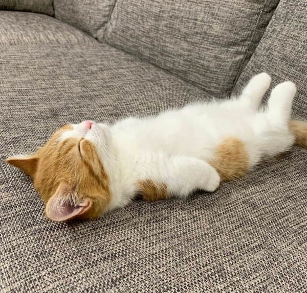 Спящий котэ