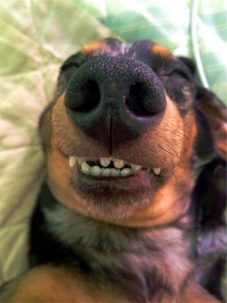 Прикольные таксы