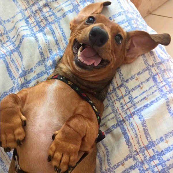 Смешная такса улыбается