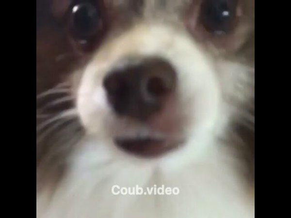 УФ Мем собака