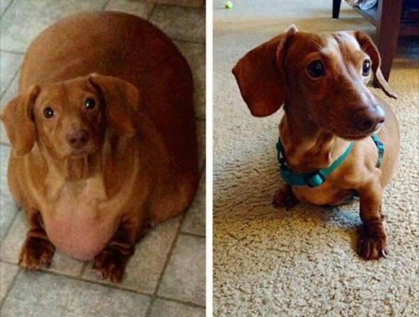 Такса коричневая смешная