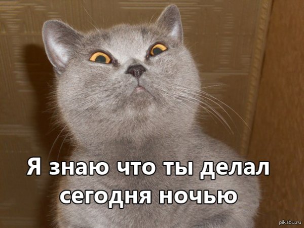 Подозревающий кот Мем