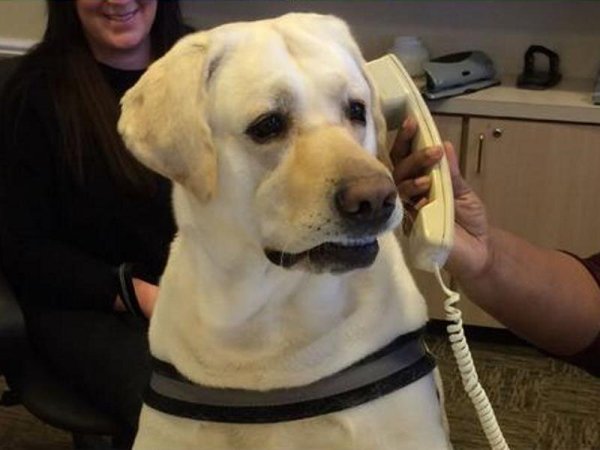 Собака с телефоном