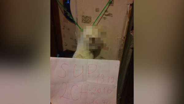 Котик повесился