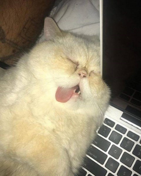 Уставший котик