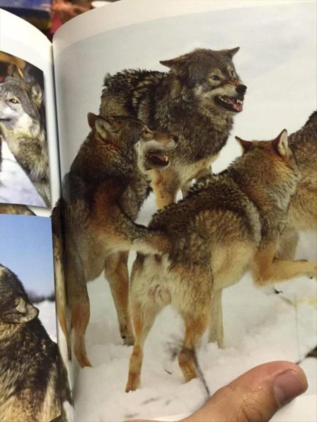 Мемы с волками