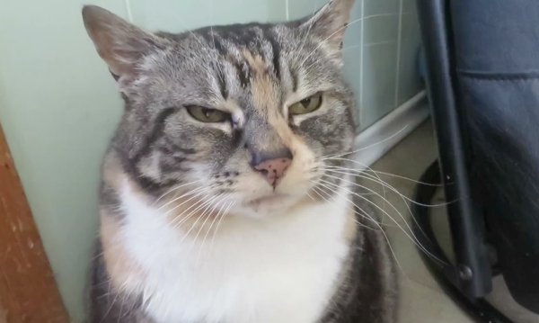 Подозрительный кот