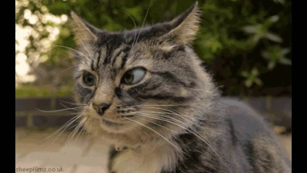 Кот джентльмены удачи