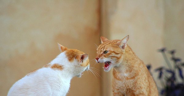 Два кота дерутся