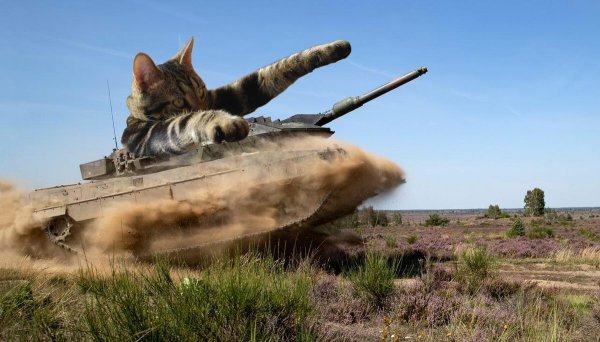 Кот в танке