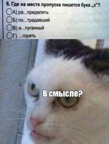Всмысле Мем кот