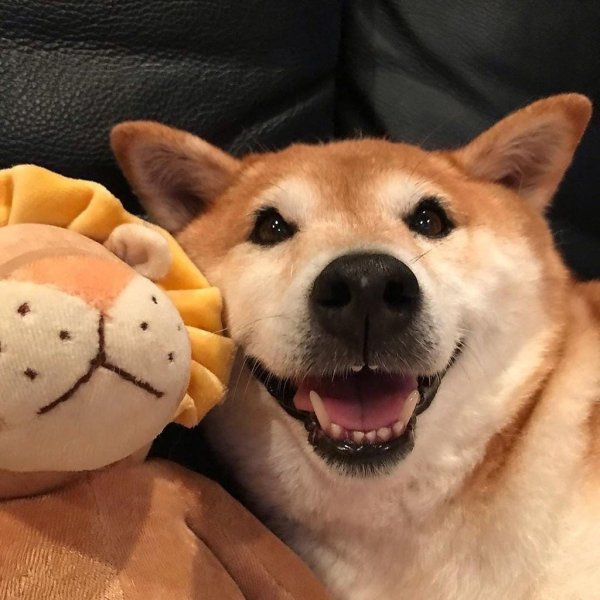 Акита ину собака улыбака