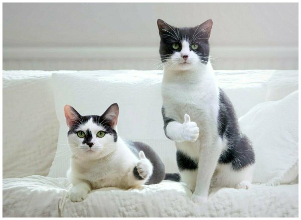 Коты одобряют
