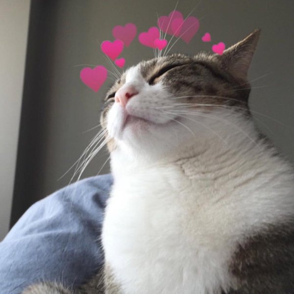 Довольный кот Мем