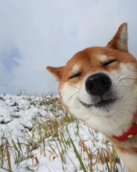 Шиба ину улыбка