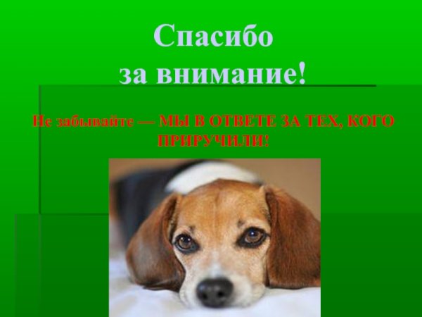 Спасибо за внимание щенок