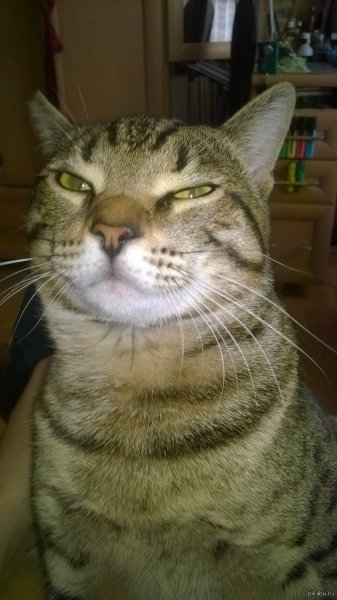 Мем подозрительно кот